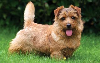 Norfolk Terrier