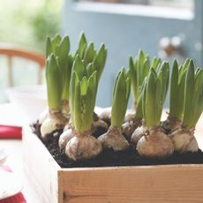 Sprouting hyacinth bulbs in soil in wooden box on table