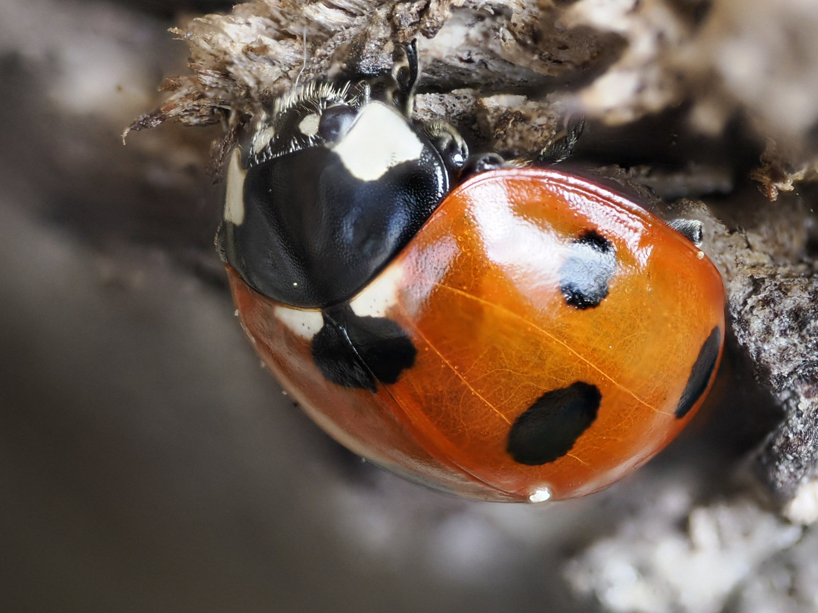 Macro photo of a ladybird focus stacked