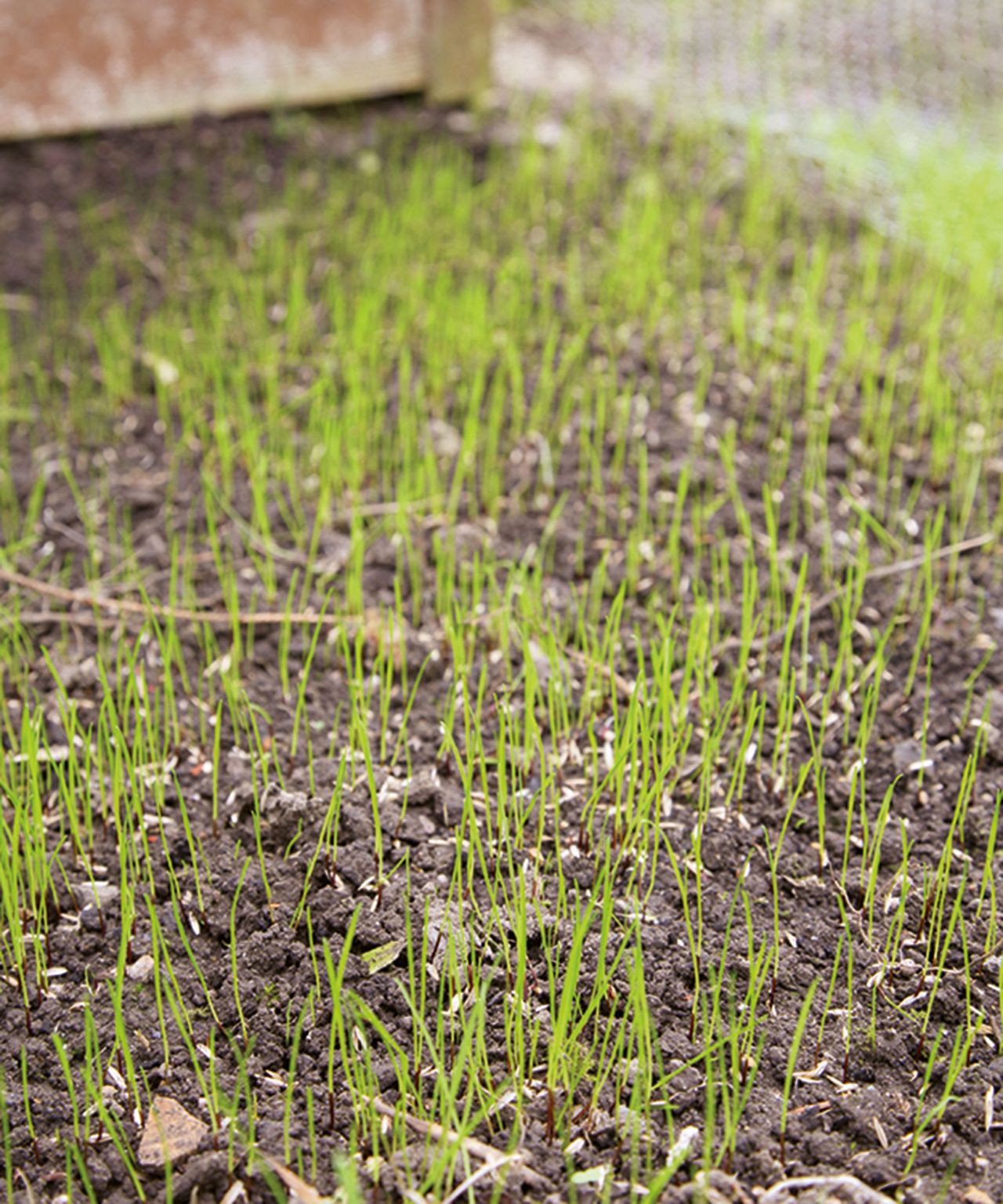 When does grass seed start to grow? Expert tips on timings Homes & Gardens
