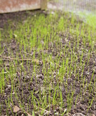 newly germinated grass seed growing