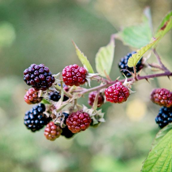 The History Of Blackberries In Cultivation | Gardening Know How