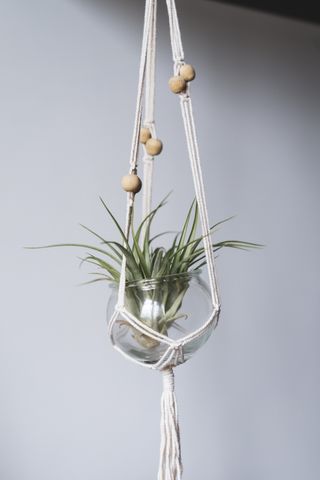 air plant in a glass pot in a macrame hanger