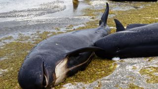 A pilot whales lies stranded on a beach