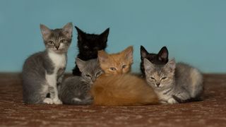 Most common cat breeds