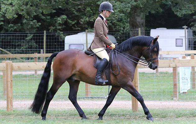 Sway Mister Darcy