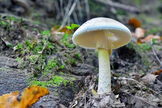 An image of a wild death cap mushroom, or Amanita phalloides