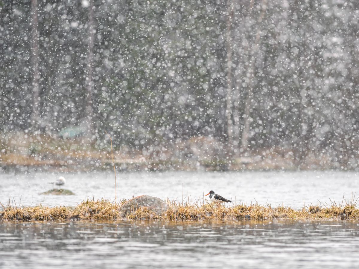 Oystercatcher in hail storm