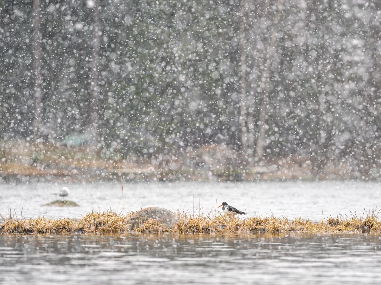 Oystercatcher in hail storm