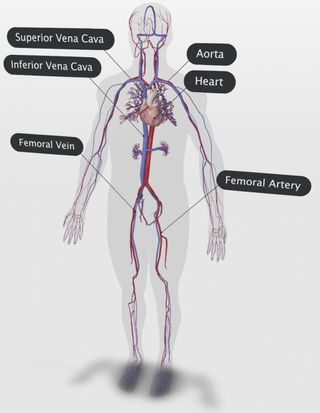 Circulatory System Google 3d