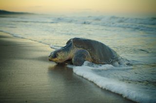 Olive ridley