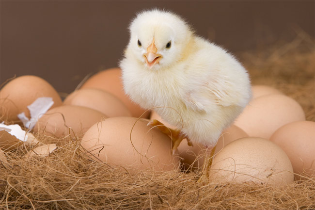 Which Came First? Eggs Before Chickens, Scientists Now Say | Live Science