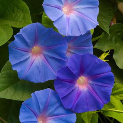 Morning glory