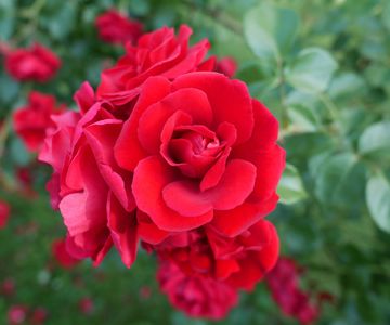 Grip Boost Roses Fast Growing Climbing Roses: 8 Quick Picks For Vertical Wins ...