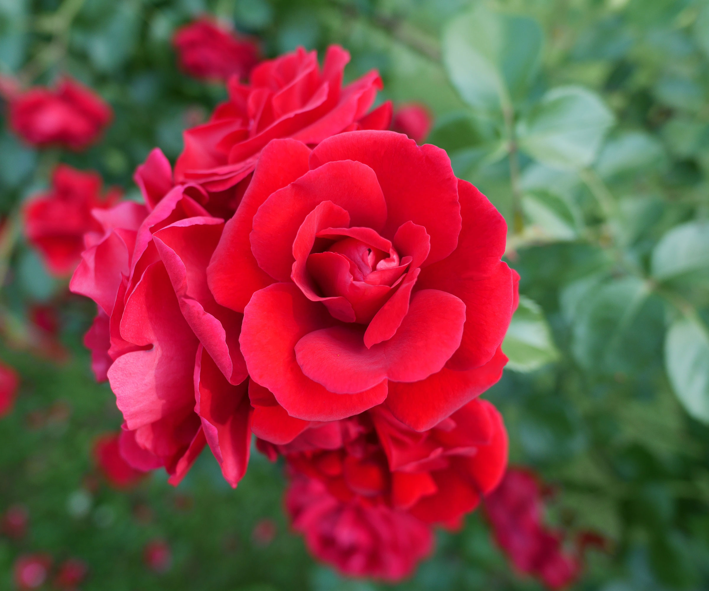rose Don Juan with red flowers