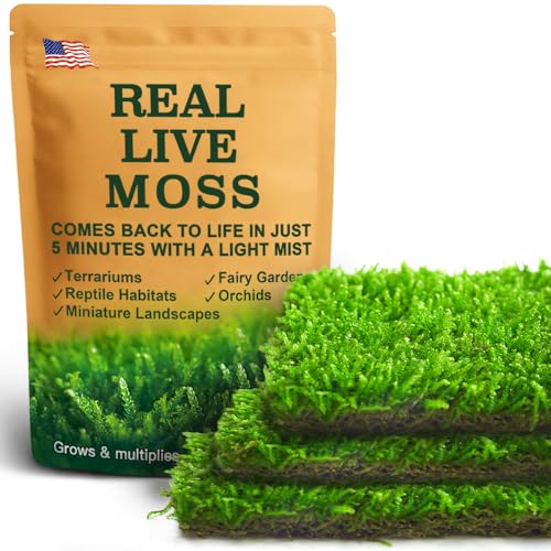 Real Live Hypnum Moss (8"x8") &amp;ndash; Natural Sheet Moss for Terrariums, Bonsai, Reptile Habitats &amp;amp; Fairy Gardens &amp;ndash; Reusable, Easy to Shape &amp;amp; Revives Quickly With Mist