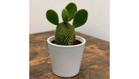 Opuntia Microdasys Pallida Cactus