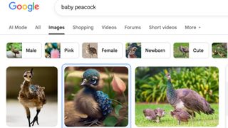 Google Image search for 'Baby Peacock'