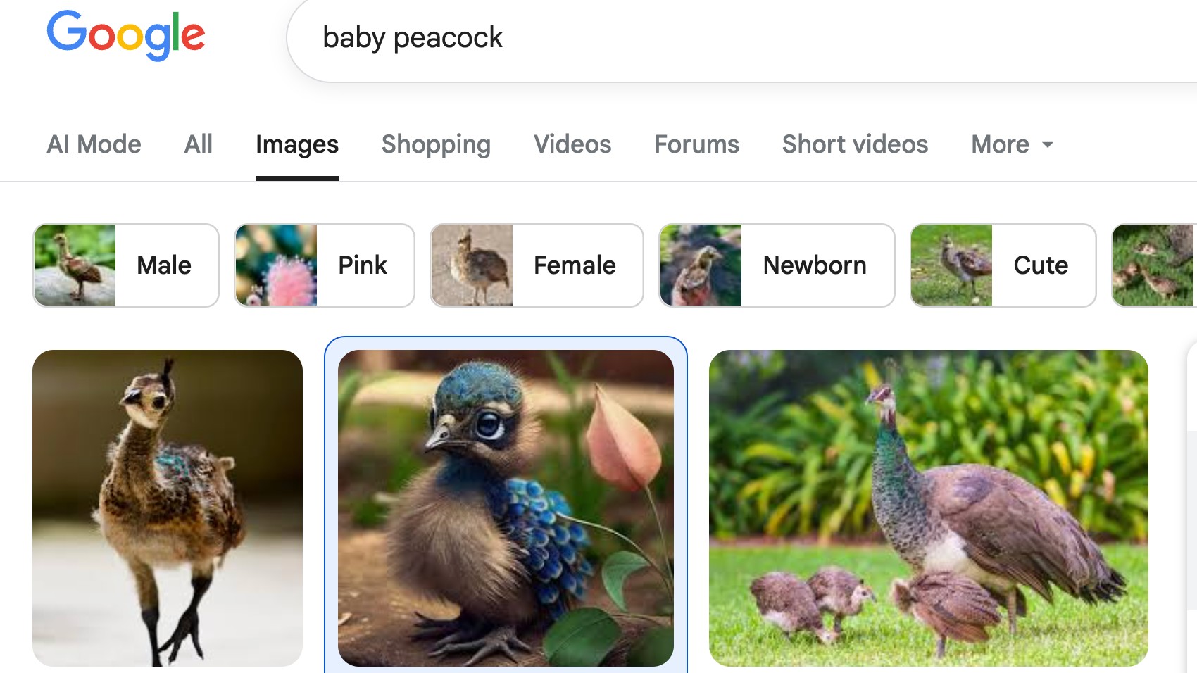 Google Image search for &#039;Baby Peacock&#039;