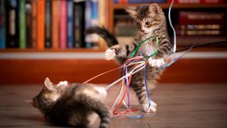 Two kittens playing with ribbon wand