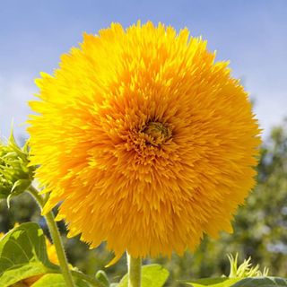 Dwarf Teddy Bear Sunflower Seeds