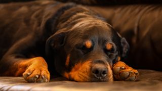 Rottweiler sleeping