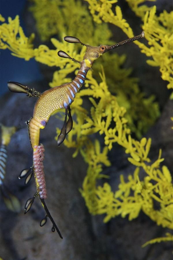 Weedy Sea Dragon Babies Debut At Georgia Aquarium Live Science