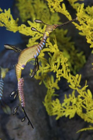 Mr. Mom. Male sea dragons tote the eggs on their tails.