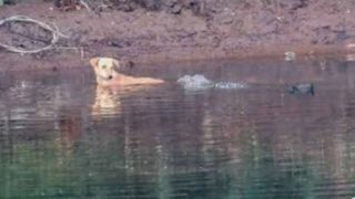 a dog in a river looking at a crocodile swimming towards it near a river bank