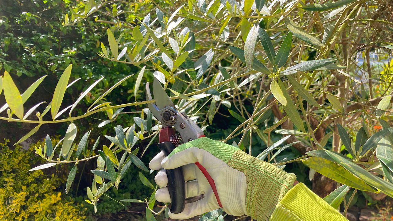 pruning an olive tree branch