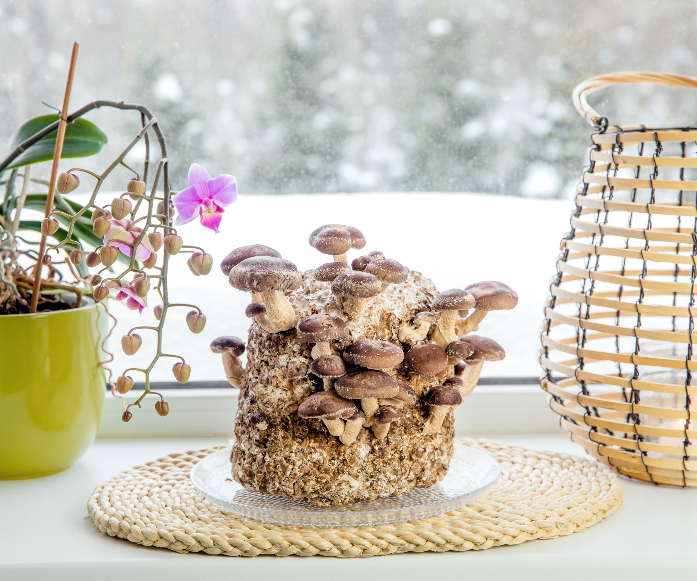 shiitake mushrooms growing on windowsill