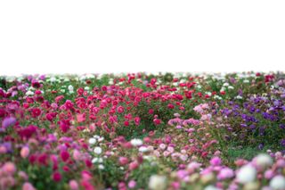 A lawn covered with colorful pink flowers
