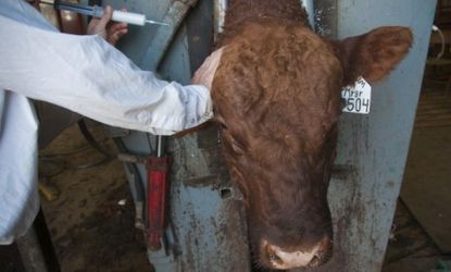 A cattle at a breeding ranch receives an antibiotic shot: Unregulated use of antibiotics on livestock means humans may be at risk of consuming drug-resistant bacteria.
