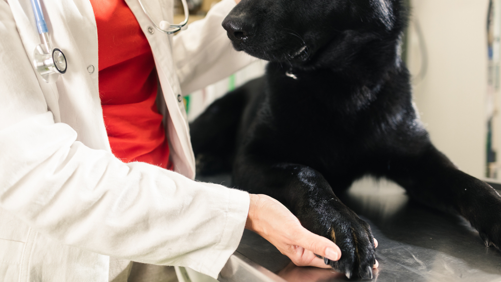 Why is my dog spinning in circles? A vet explains PetsRadar