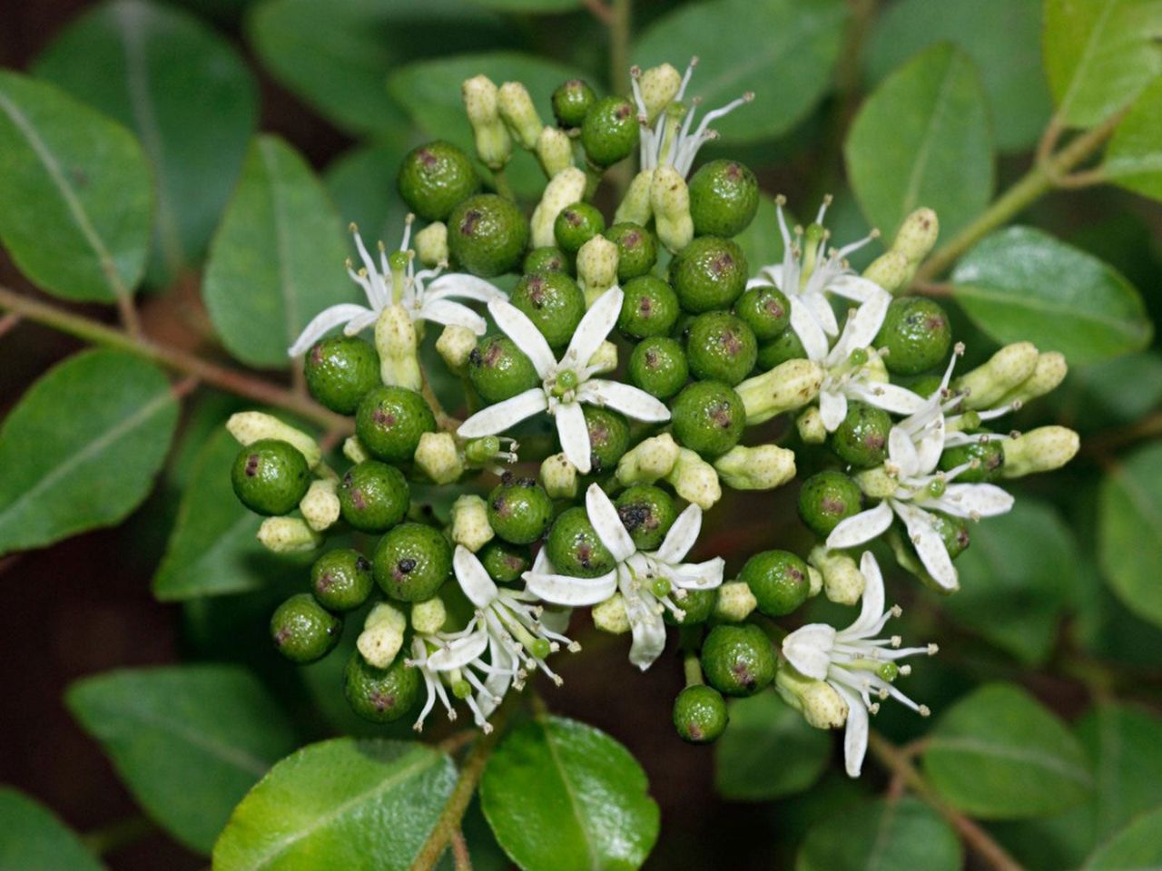 Curry Leaf Tree With Small Green Fruit And White Flowers