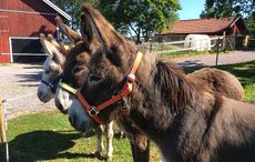 Irish-rescue-donkeys-in-Stockholm.jpg