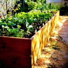 cedar raised garden bed filled with edibles and ornamentals