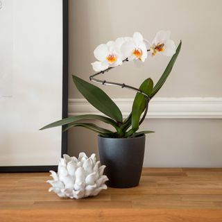 A white orchid plant