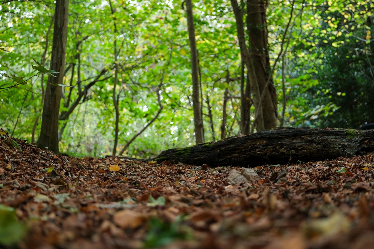 A low-angle image in a forest taken with the Fujifilm X-T5