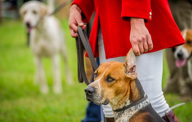 Honiton-Hound-show-2015-6.jpg