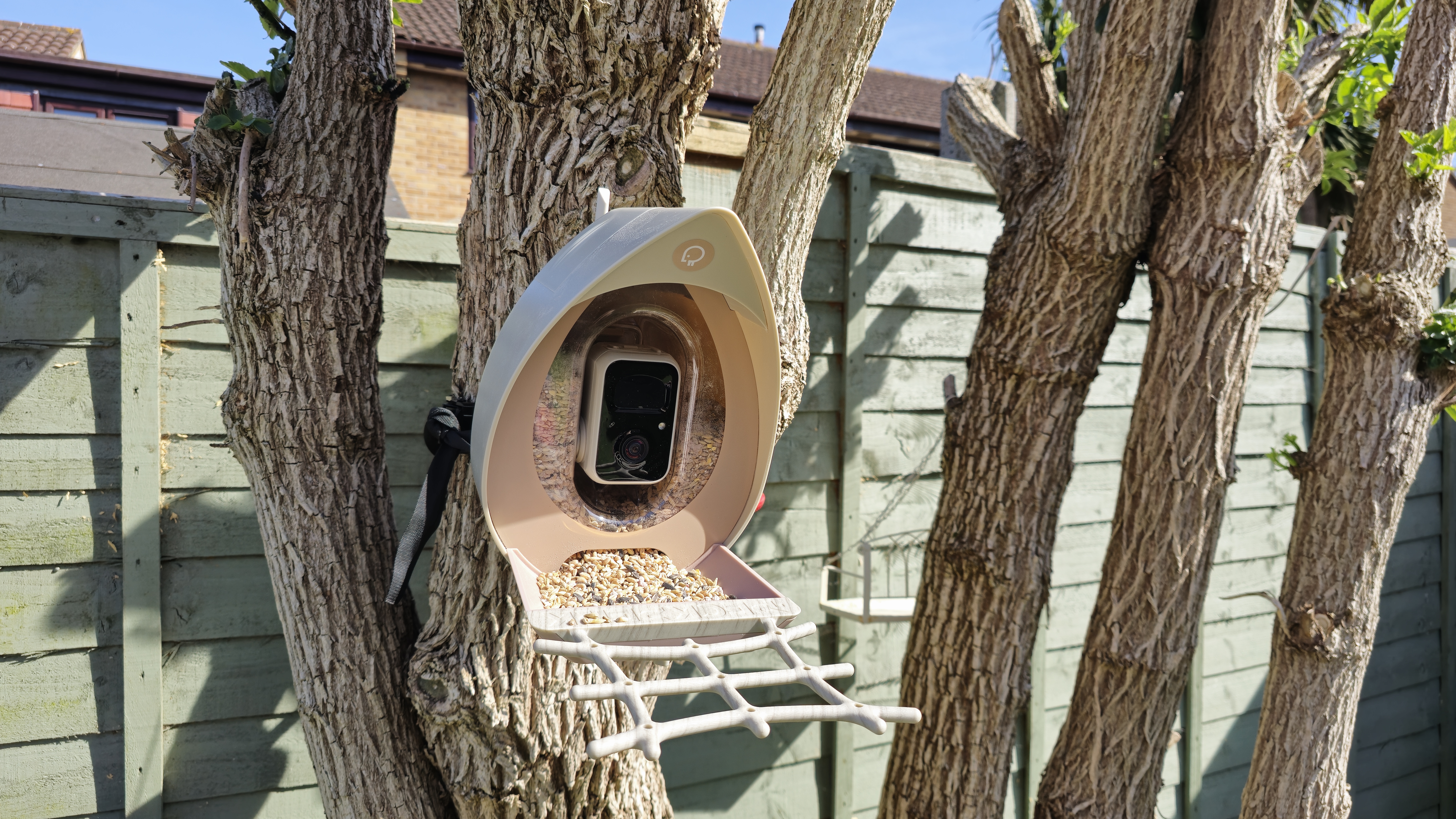 I used the AI PeckPerk bird camera for the first time, and I was amazed by how many different species are visiting my garden