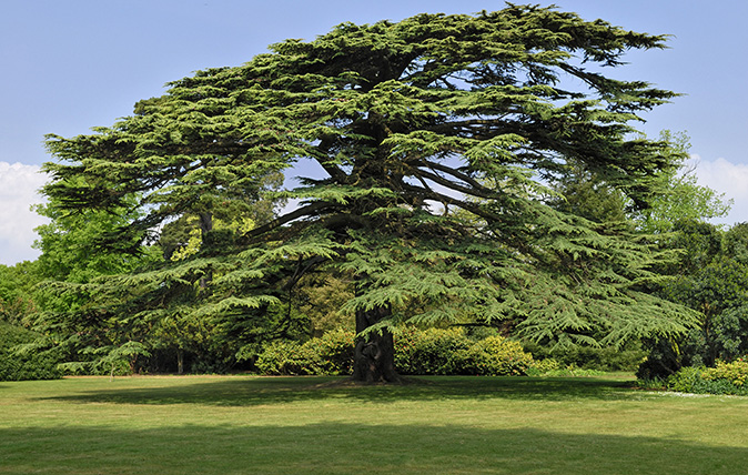 Old Lebanon Cedar (Cedrus libani) in the park of Osborne House, East Bowes, Isle of Wight, England (Photo by Horst Mahr/imageBROKER/REX/Shutterstock)