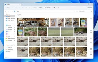 Windows 11 File Explorer showing gallery view
