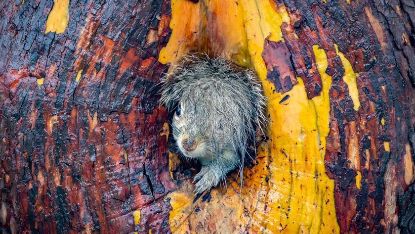 A close-up shot shows a small, fluffy squirrel with messy, wet-looking fur peering out from a circular hole in the vibrant orange and reddish-brown bark of a tree.