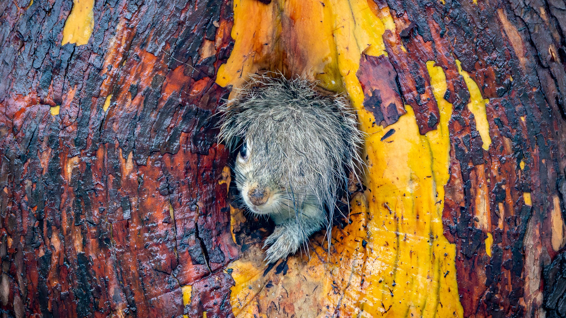A close-up shot shows a small, fluffy squirrel with messy, wet-looking fur peering out from a circular hole in the vibrant orange and reddish-brown bark of a tree.