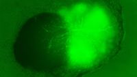 Microscopic image of two blobs of cells merging together; the one on the right is stained bright green