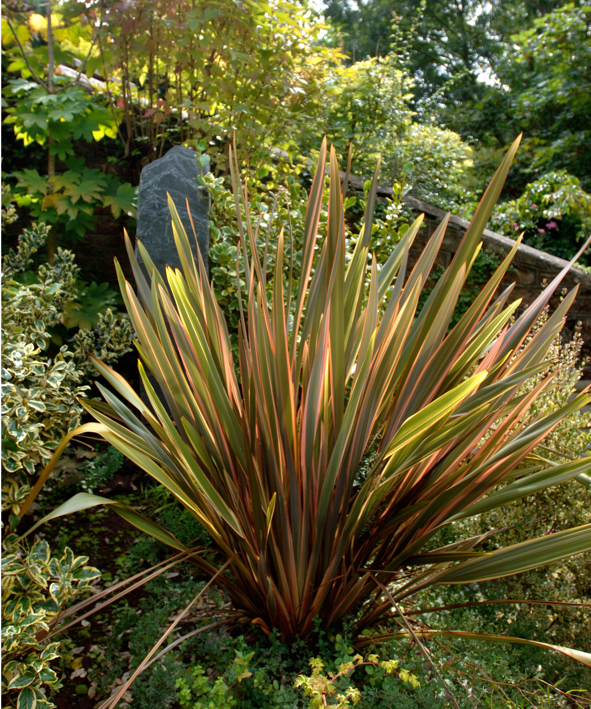 New Zealand flax