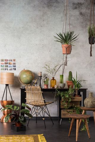 a collection of houseplants displayed across a desk