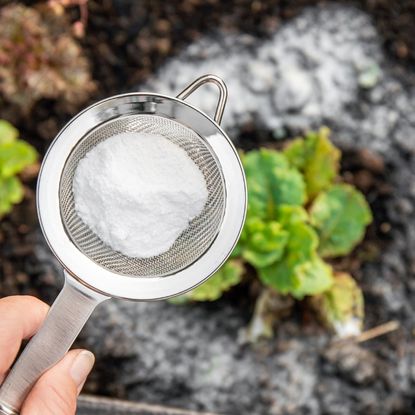 A hand sifting baking soda around a plant