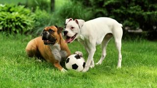 Boxer dogs playing together